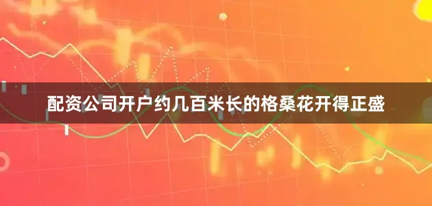 配资公司开户约几百米长的格桑花开得正盛
